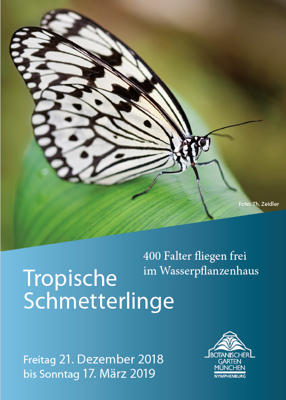 Plakat Und Flyer Tropische Schmetterlinge Im Botanischen Garten Munchen Von Thomas Zeidler Bmw Fotoclub